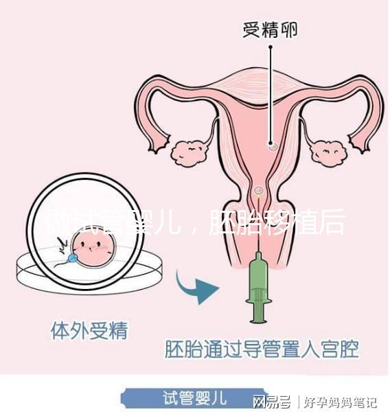 做試管嬰兒，胚胎移植后懷孕周期和預產(chǎn)期怎么算