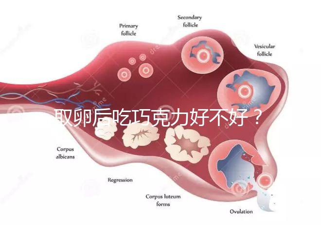 取卵后吃巧克力好不好？食用后的6大益處都在這