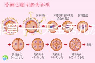 促排第十一天金秀兒灰印、白板均有希望，抽血hcg2懷孕懸
