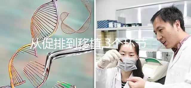 從促排到移植,3個環(huán)節(jié)解析為什么美國試管成功率比國內高