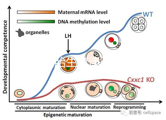 天津四胎生育津貼多少錢一個(gè)月，能不能走生育保險(xiǎn)揭秘，快速展示