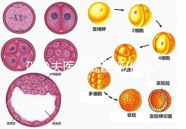 邵逸夫醫院試管嬰兒多少錢？全部費用明細為你一一列出