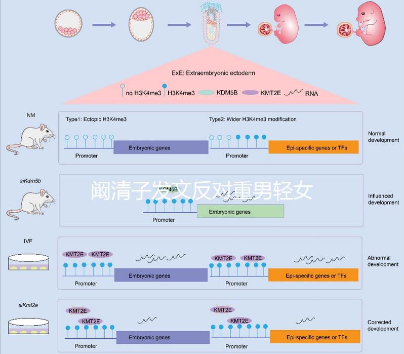 闞清子發(fā)文反對重男輕女，網(wǎng)友：都2024了還有這種思想