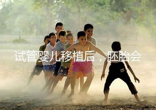 試管嬰兒移植后,胚胎會在子宮中經歷哪些變化?