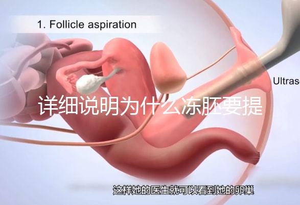 詳細(xì)說明為什么凍胚要提前一兩天解凍，有沒有影響一目了然