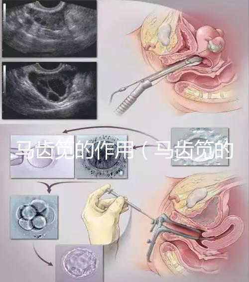 馬齒筧的作用(馬齒筧的作用與功效)