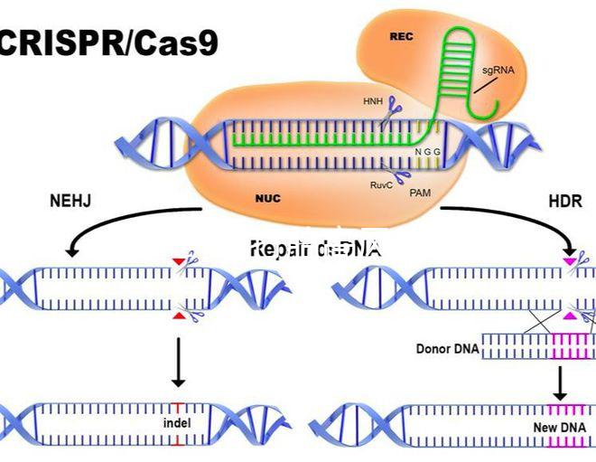 47歲藥流打胎高風險!這5大后果極易威脅身體健康