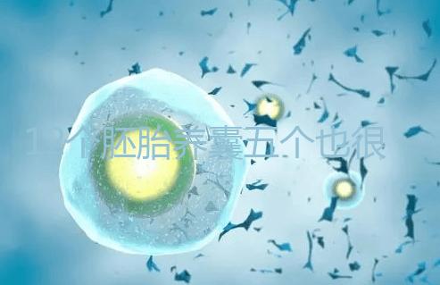 12個胚胎養囊五個也很正常，看完成功率就知所言非虛